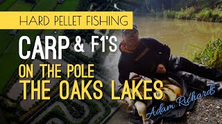 Carp and F1s on hard pellets  The Oaks Lakes [upl. by Izaak]