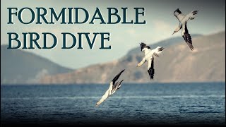 Gannet Bird TORPEDO DIVE [upl. by Oruhtra]