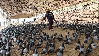 Millions of Pigeons Farming For Meat in China 🕊️  Pigeon Meat Processing in Factory [upl. by Nahtaneoj435]