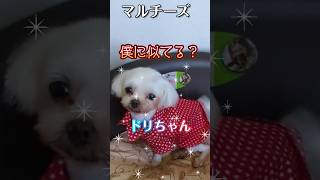 【マルチーズ】愛犬にそっくりなプレゼントをもらいました shorts 犬 マルチーズ かわいい犬 dog 保護犬 繁殖犬 繁殖引退犬 [upl. by Anillek]