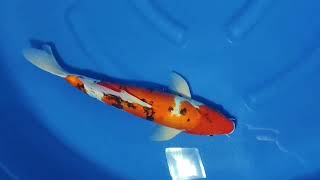 S 4405 05 DOITSU SHOWA 41CM MALE GENJIRO [upl. by Clifford]