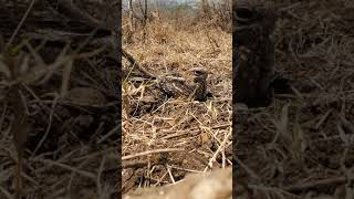 Caprimulgus clarus  SlenderTailed Nightjar [upl. by Arrec351]