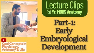 Embryology Anatomy Early Embryological Development Part1  1st Year MBBS [upl. by Divd423]