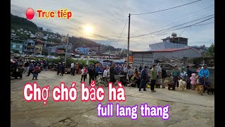 Trực tiếp chợ chó bắc hà hôm nay  Bac ha maket liverstreml [upl. by Dalury]