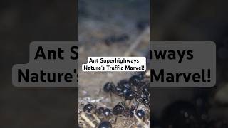 Ant Superhighways Natures Traffic Marvel facts ants [upl. by Ciprian]