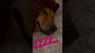 Tucked in☺️ audio up goodnight maygoesnoom dog pets myrescue love [upl. by Atteuqnas]