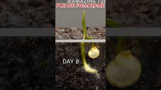 Growing red bell pepper plant garden viralvideo gardening fruit [upl. by Anert]