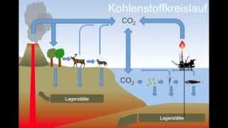 Auswirkungen der Ozeanversauerung auf Kalkalgen [upl. by Leggett]