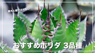 おすすめのアガベ ホリダ ３選！チタノタより育てるのが難しいから最高です [upl. by Hoehne]