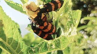 Blister Beetle Feasting on Flowers ladyfingers flowers [upl. by Yedoc946]