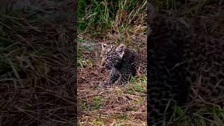 Lion attack baby leopard animals wildlife wildanimals foryou fyp [upl. by Cynarra]