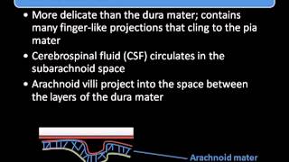 Protective Structures of the CNS [upl. by Amalburga]