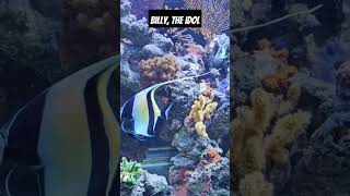 Billy the moorish Idol [upl. by Nevaj]