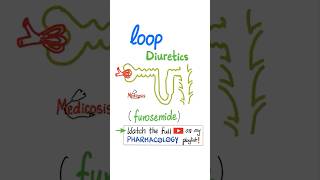 Loop Diuretics  Kidney  Pharmacology physiology anatomy biology nurse doctor mbbs science [upl. by Aniuqal810]