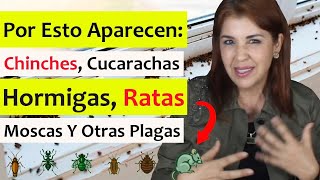 ENERGÍA y EMOCIONES detrás de PLAGAS en la CASA moscas cucarachas ratas hormigas chinches aves [upl. by Assela]