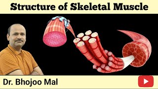 Structure of Skeletal Muscle [upl. by Nannoc]