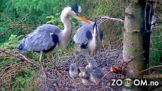 Recap of the Heronry Season 2017 [upl. by Silda]