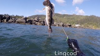 Barview Jetty Oregon Spearfishing [upl. by Armalda579]