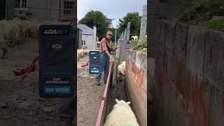 New method of sheep farming shortvideo [upl. by Aztinad]