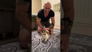 Cat love😍 approved by the vet 😀 cat kitten cute asmrvideo animals meow catlover funny [upl. by Norrag]