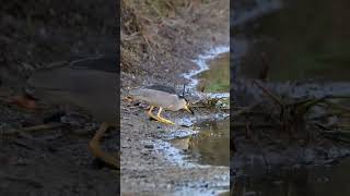 Black Crowned Night Heron grabs a fish birds florida wildlife heron [upl. by Wittie]