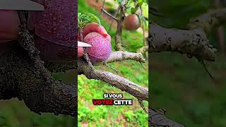 Voici comment reconnaître une prune de qualité  fruit beau sucré doux astuce qualité [upl. by Schuler]