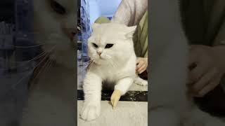 cute pet cat pets funny [upl. by Nesbitt480]