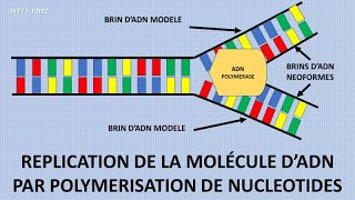 La réplication de lADN [upl. by Mccarty]