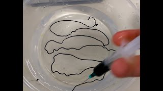 Conductive Polymer Wire  How to make conducting alginate worm  MCC polypyrrole alginate composite [upl. by Caddaric]