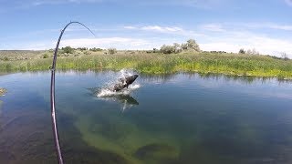 Sight Fishing for Monster Sturgeon in a tiny Creek  Pt 2 [upl. by Beattie483]