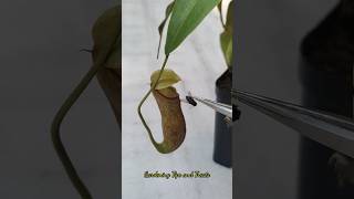 Feeding my Nepenthes a Housefly🦟 nepenthesplant pitcherplants carnivorousplants nepenthes [upl. by Enilaf]