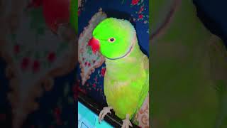 So cute parrot 🦜 tere Bina na gujara hai [upl. by Ahsinrat]