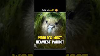 Parrot which can never fly  kakapo parrot shorts facts [upl. by Eiltan]