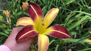 Around 100 Daylily flower varieties you can choose for your garden [upl. by Abana654]