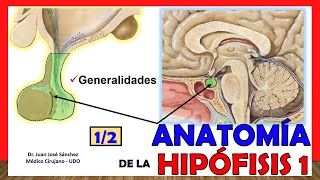 🥇 Anatomía de la HIPÓFISIS 12 Glándula Pituitaria ¡Explicación Sencilla [upl. by Burnie]