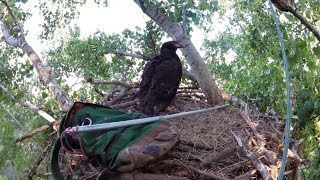 Eagle Research in Oklahoma [upl. by Chiquia]