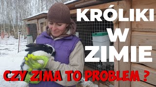 Króliki zimą Czy zima dla królików to problem [upl. by Laurinda709]