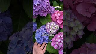 Comment avoir des hortensias gratuits  🌼 hortensia fleurs plants jardin permaculture [upl. by Ahseral12]