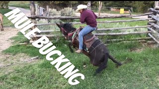 MULE BUCKS ME OFF Mule Ranching Vlog 1 [upl. by Lednik]