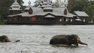 Bain des Elephants  Olifanten bad  Elephants bathing  Pairi Daiza 2018 [upl. by Rolyks]