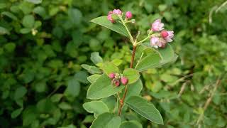 Snowberry Plant in Bloom Stunning Colors and Shapes [upl. by Vod]