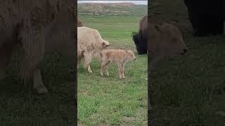 Rare white bison born in Wyoming State Park [upl. by Dacy143]