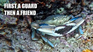 Blue crab interactions 🦀 From guarding a burrow to befriending a human [upl. by Onailerua]