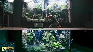 I Connected My Two Giant Rainforest Vivariums Together [upl. by Biancha]