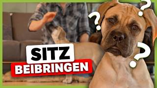 So bringst du deinem Hund das SITZ bei Die Grundlage [upl. by Melamie]