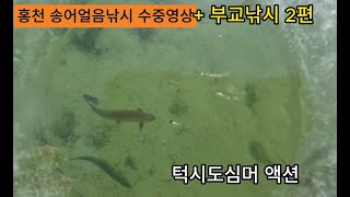 홍천강 송어얼음낚시 수중영상 2편 턱시도심머 [upl. by Schaffer]