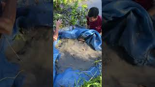 Trapping a lot of big eel fish with survival skills [upl. by Saks]