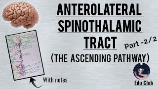 Anterolateral spinothalamic pathway The ascending pathway  Part  22 [upl. by Yenffit860]