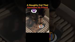 A naughty cat that harasses its friend cat cuteanimals funnyanimals [upl. by Yelsha]