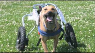 Popeye the Unstoppable TwoLegged Dog Runs in His Doggon Wheels [upl. by Aihsiek]